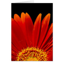 Birthday Card - Gerbera Daisy