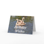 Birthday Card: Juvenile Swans