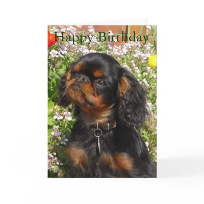 Birthday card : King charles spaniel / english toy by kcpetcollectables