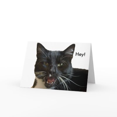 Birthday Card: Or Else Cat by glstorrs