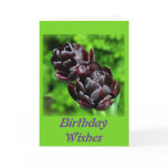 Birthday Card: Tulips