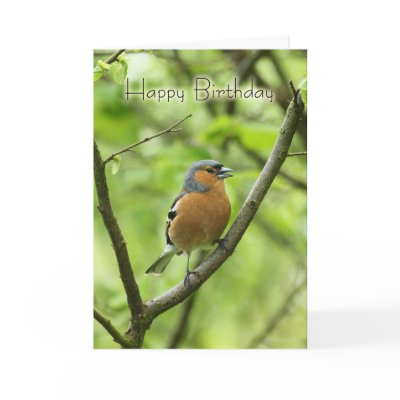 Birthday Card With Male Chaffinch (Fringilla coele by moonlake