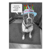 Birthday Hat Brindle Boxer Cards