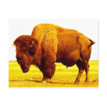 Bison / Buffalo Post Card