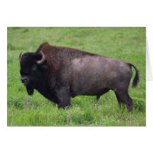 Bison Buffalo Wildlife Greeting Card