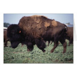 Bison Card
