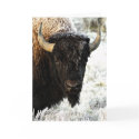 Bison cards