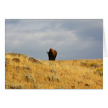 Bison Cards