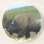 Bison  Coaster