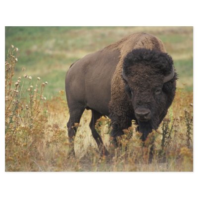 Bison Flyers by GPArkive