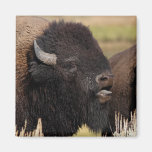 bison fridge magnets