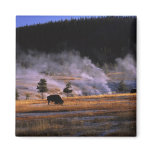 Bison grazing in the Upper Geyser Basin near Refrigerator Magnets