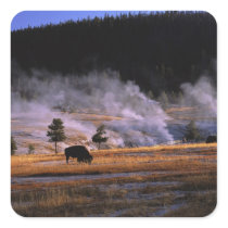 Bison grazing in the Upper Geyser Basin near Sticker