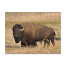 Bison in Yellowstone Postcard