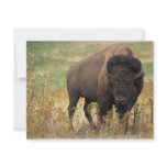 Bison Announcements