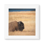 Bison Magnets