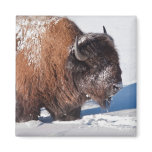 Bison magnets