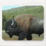 Bison  Mouse Pad