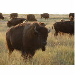 Bison Photo Sculpture 02