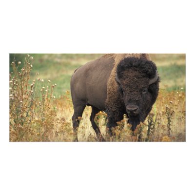 Bison Personalized Photo Card by GPArkive