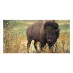Bison photo cards