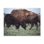 Bison Post Cards
