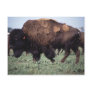 Bison Post Cards