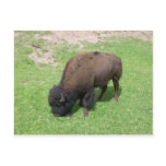 Bison Postcard