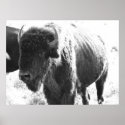 Bison posters