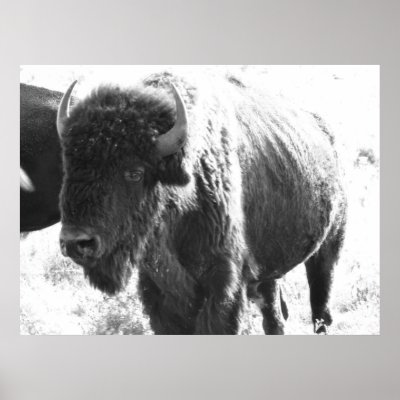 Bison Posters by iiiyaaa
