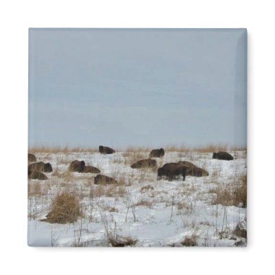 Bison sleeping on snowy hillside refrigerator magnets by animalpark