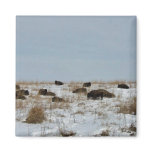 Bison sleeping on snowy hillside magnets