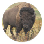Bison Sticker