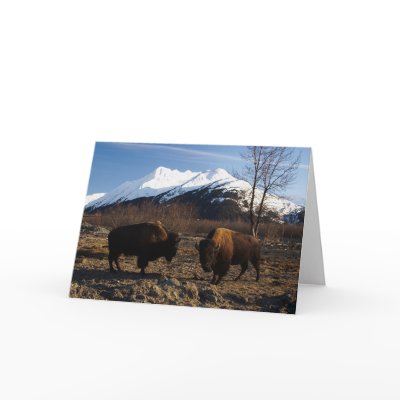 Bison Tet-a-Tet Card by drthorpe