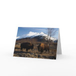 Bison Tet-a-Tet cards