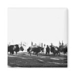 Bison transplant in Big Delta Refrigerator Magnet