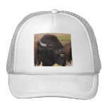 bison trucker hat