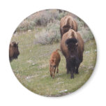 Bisons and Calf Fridge Magnets