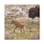 Bisons and calf refrigerator magnets