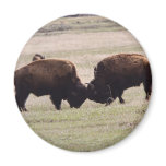Bisons Play Fighting Fridge Magnet
