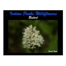 Bistort Wildflower Post Cards