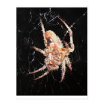Bite me! postcards