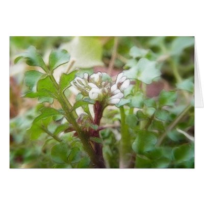 Bittercress (Cardamine hirsuta) Flower and Leaves by Pretty_World