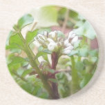 Bittercress (Cardamine hirsuta) Flower and Leaves Coasters