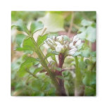 Bittercress (Cardamine hirsuta) Flower and Leaves Fridge Magnets