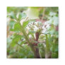 Bittercress (Cardamine hirsuta) Flower and Leaves Fridge Magnets