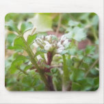 Bittercress (Cardamine hirsuta) Flower and Leaves Mousepads