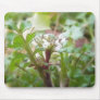 Bittercress (Cardamine hirsuta) Flower and Leaves Mousepads