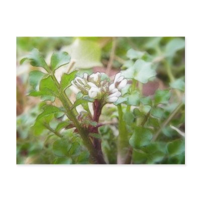 Bittercress (Cardamine hirsuta) Flower and Leaves Postcards by Pretty_World