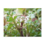 Bittercress (Cardamine hirsuta) Flower and Leaves postcards